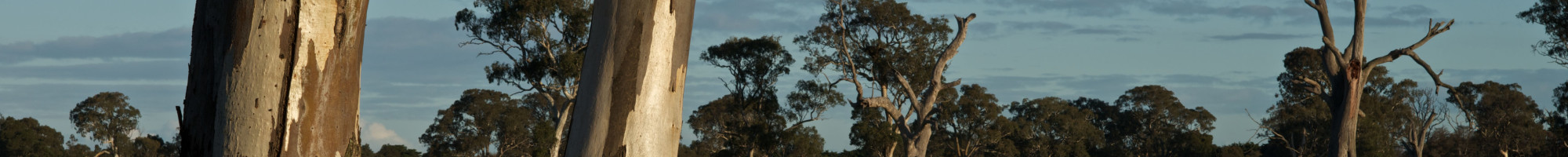 Trees in the green wedge