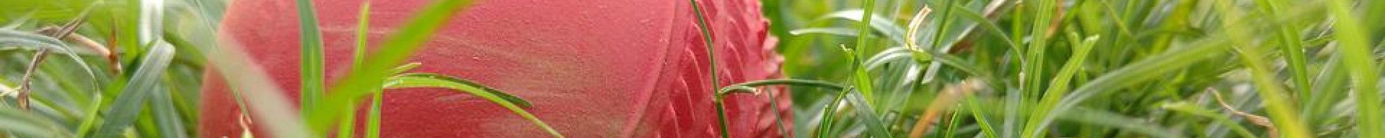 Cricket ball