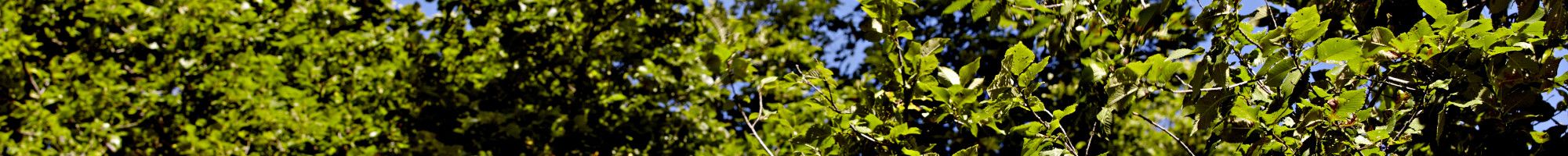 Elm tree canopy