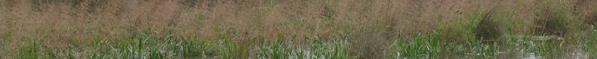 Dandenong Wetlands