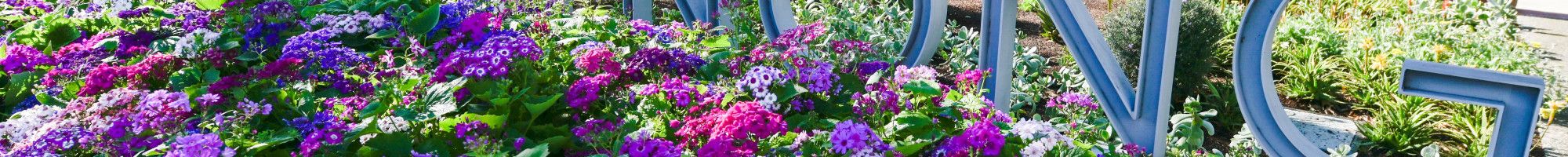 Dandenong Park in full bloom