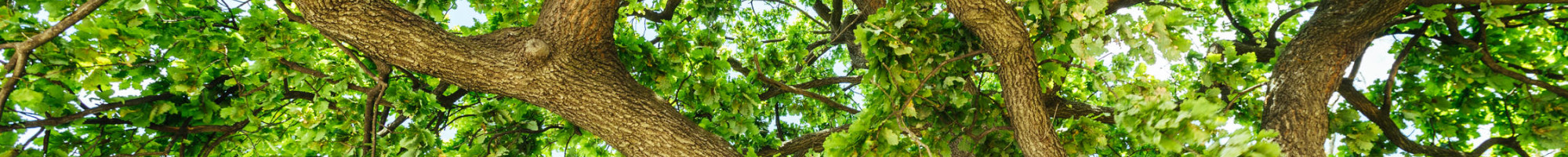 tree canopy