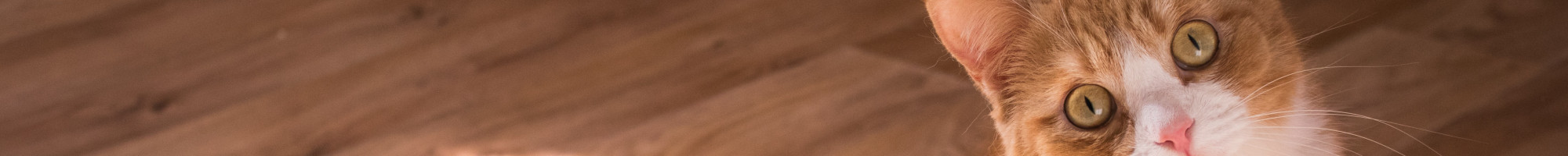image of ginger cat looking up on floorboards
