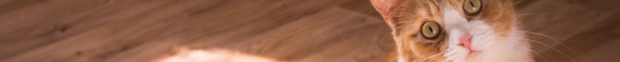 image of ginger cat looking up on floorboards
