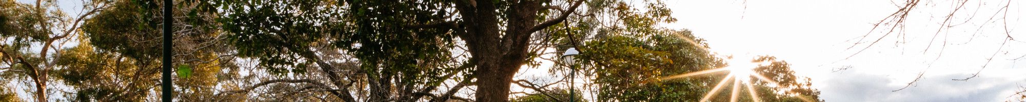 Trees in a Greater Dandenong park.