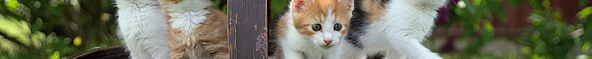 fours kittens in a basket