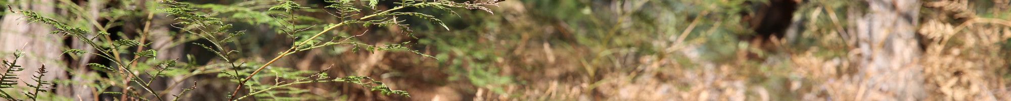 Nature reserve with dry grass