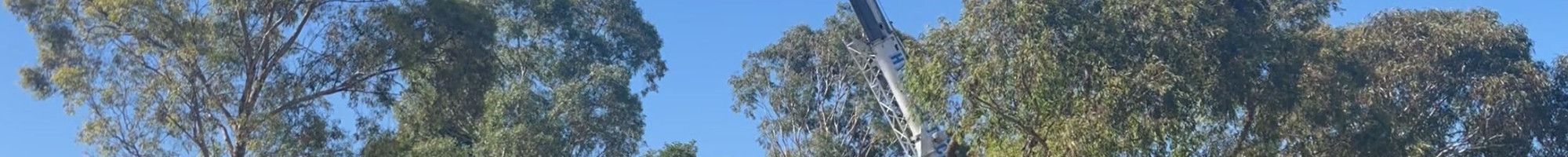 a crane in a park lifting a tree