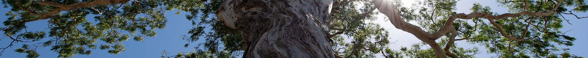 Looking up at a large gum tree from the ground.