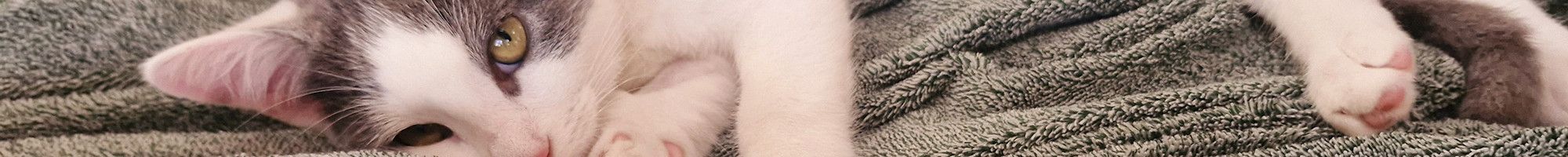 A cat