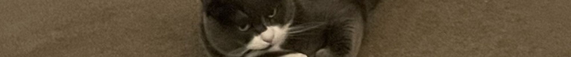 a Cat