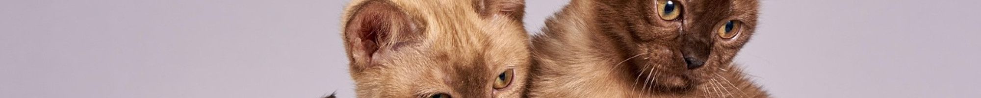 Three cats
