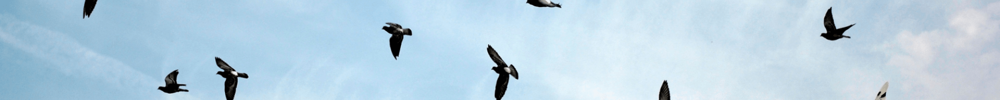 Birds