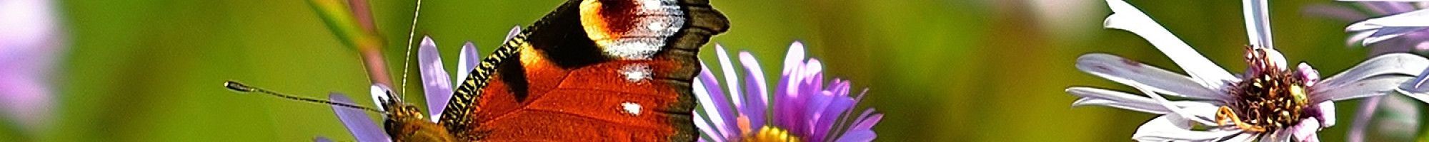 Butterfly and flowers