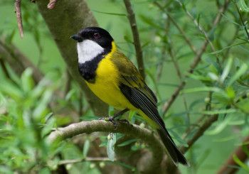 yellow, black and white small bird in a green tree