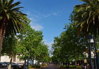 Palm Plaza