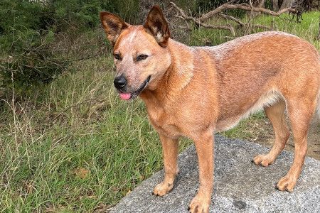 A red dog