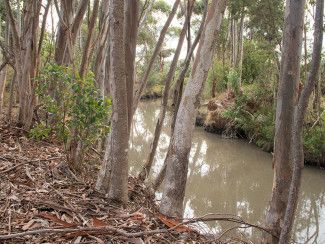 Dandenong Creek