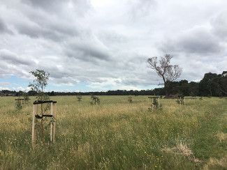 Revegetation Project Dandenong Creek