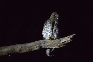 Powerful Owl Adult