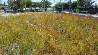 Wildflower meadow