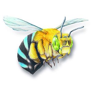 Bee