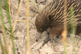 Echidna