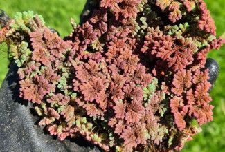 Azolla 