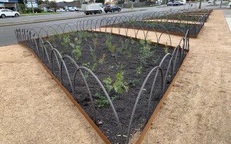 Burden Park Woody Meadows - One year after planting 