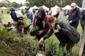 Plant giveaway 