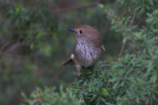 Brown Thornbill (Credit- Irathbone, iNaturalist)