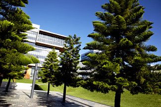 Harmony Square pine trees