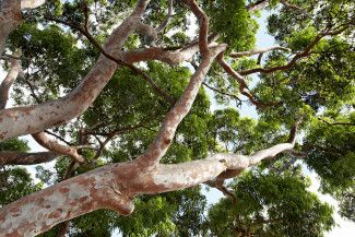 Tree branches and foliage