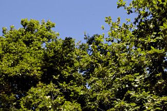 Elm tree canopy