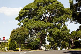 Residential streetscape