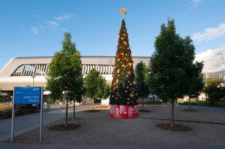 Christmas Tree at Noble Park