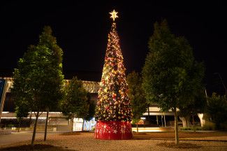Night view of Christmas Tree at Noble Park