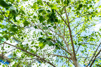tree canopy
