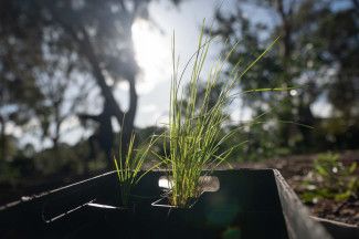 One Tree per Child launch at Somerfield Reserve - June 2023