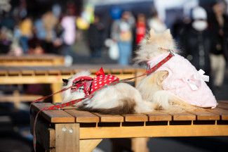 Cat and dog event attendees 