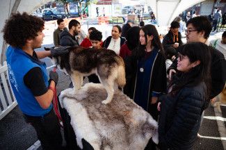 Attendee meet and greet huskies 