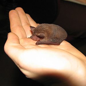 Microbat