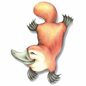 Platypus