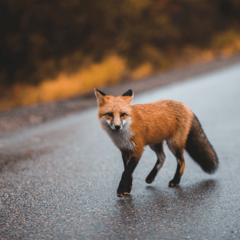 fox