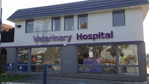 Dandenong Veterinary Hospital celebrates 100 years
