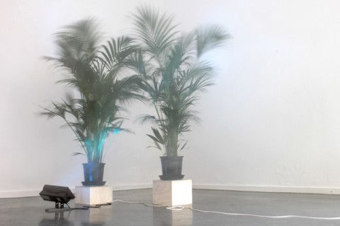 Two plants on boxes