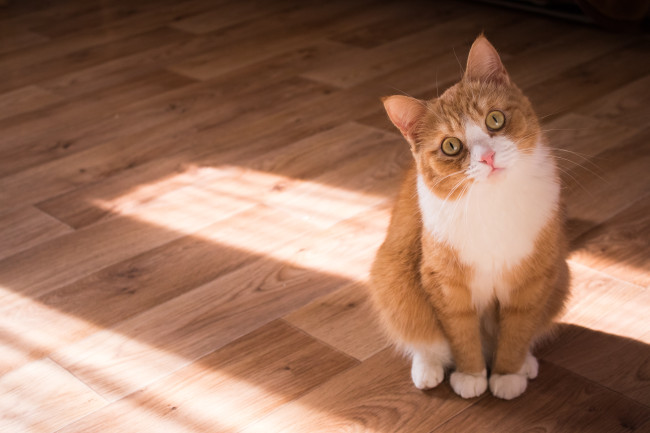 image of ginger cat looking up on floorboards