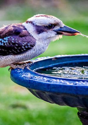 kookaburra drinking in a bird bath