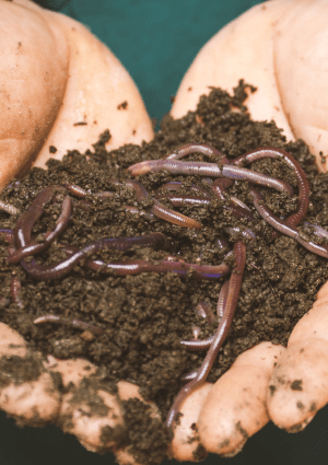 composting