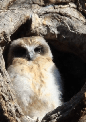 Boobook owl